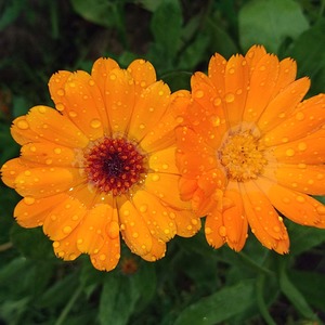 Calendulablüten mit Tautropfen