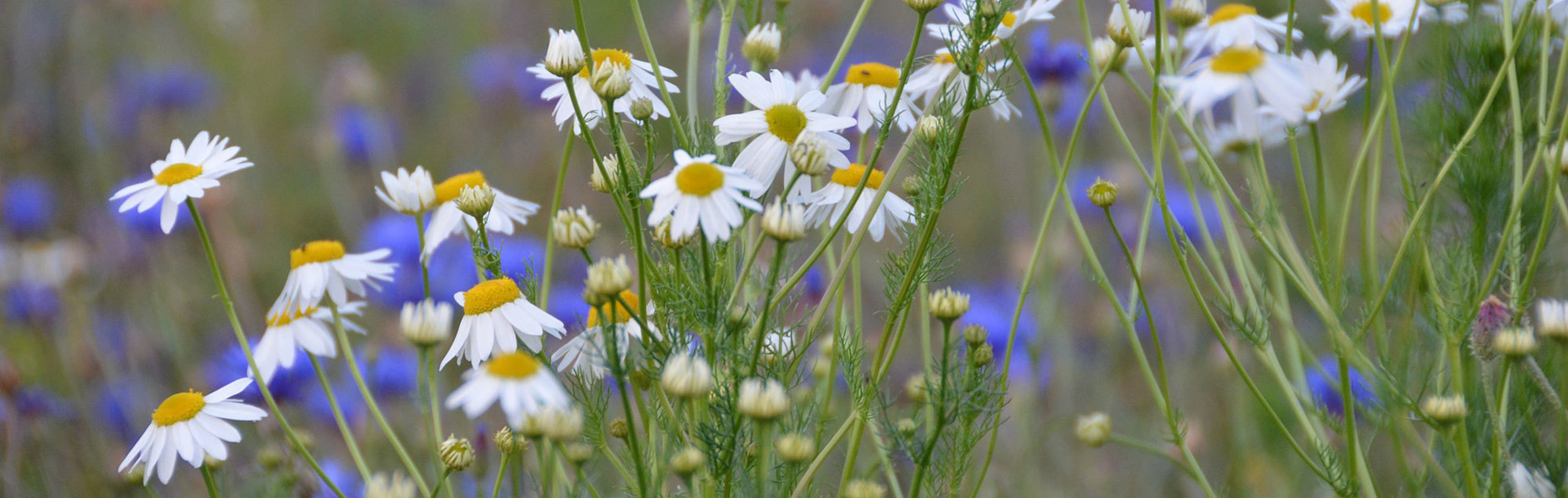 Sommerwiese