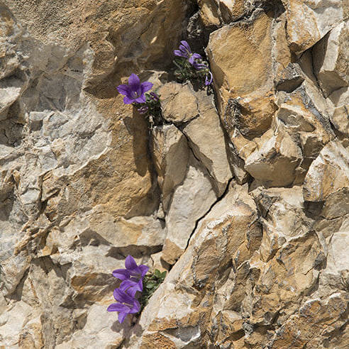 © Burghard Ebenhöh