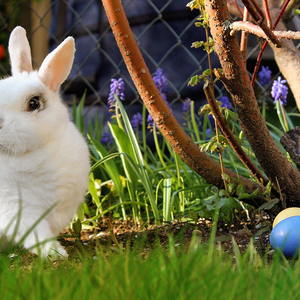 Osterhase und Ostereier