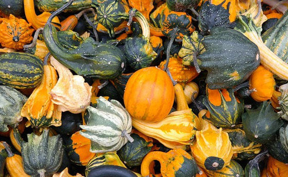 Kürbisse