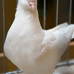 Fest des Hl. Franz von Assisi