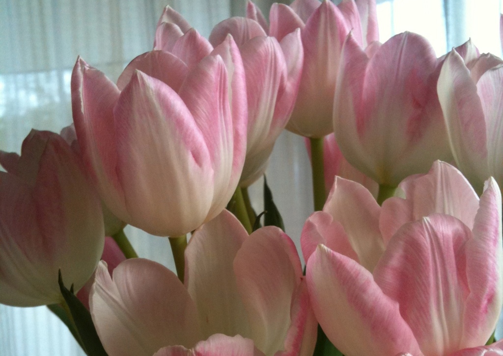 Rosa Tulpen / Karl Glaser