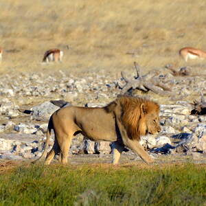 Etosha - Löwe beim Wasserloch