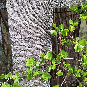 Frühling