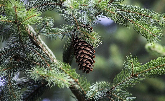 Das Weihnachtswunder...