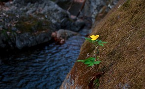 Blume am Berghang