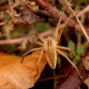 KMB-Frühlingswanderung
