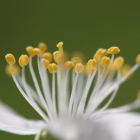 Blüte / Ylloh/Pixabay.com/Pixbay License Blüte