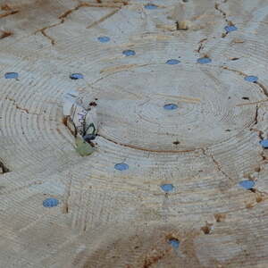 Pfarrfest 2015, Pfarre Neumarkt im Mühlkreis