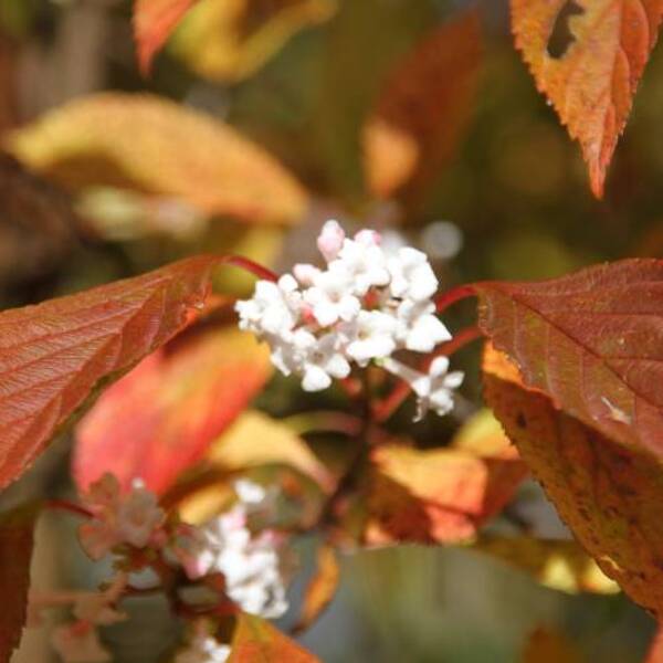 Bunte Blätter und Blüten