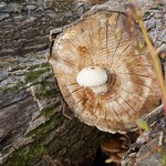 Auf den Spuren des heiligen Hubertus