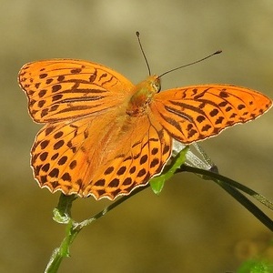 Heidewald Schieferegg - Umweltarbeit in der Diözese Linz