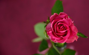 Rose, Symbol für Liebe