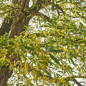 Großeinsatz in der Kirche und rundherum