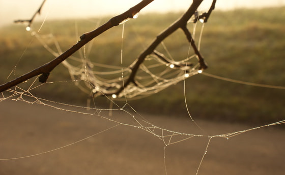Kräutler Eine Kirche für die Armen oder die Kirche der Armen