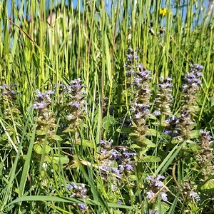 Blumenwiese