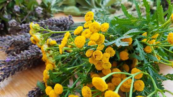 Maria Himmelfahrt / Iris Köllerer Maria Himmelfahrt