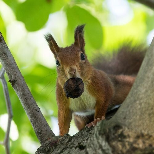 Eichhörnchen mit Walnuss im Mund