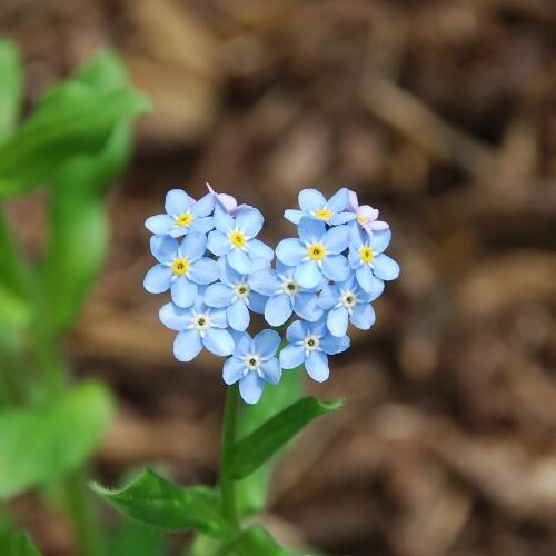 Vergissmeinnicht in Herzform