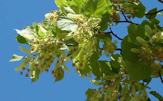 Linde im Sommer