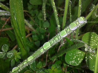 Tautropfen am Gras