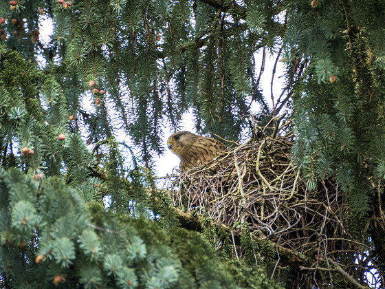 Turmfalke / © St. Barbara Friedhof / Clemens Frauscher Ornithologische Führung am St. Barbara Friedhof