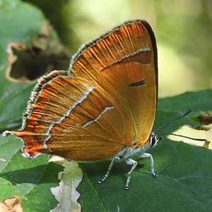 Heidewald Schieferegg - Umweltarbeit in der Diözese Linz