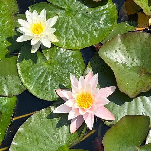 Seerosen mit Blüten