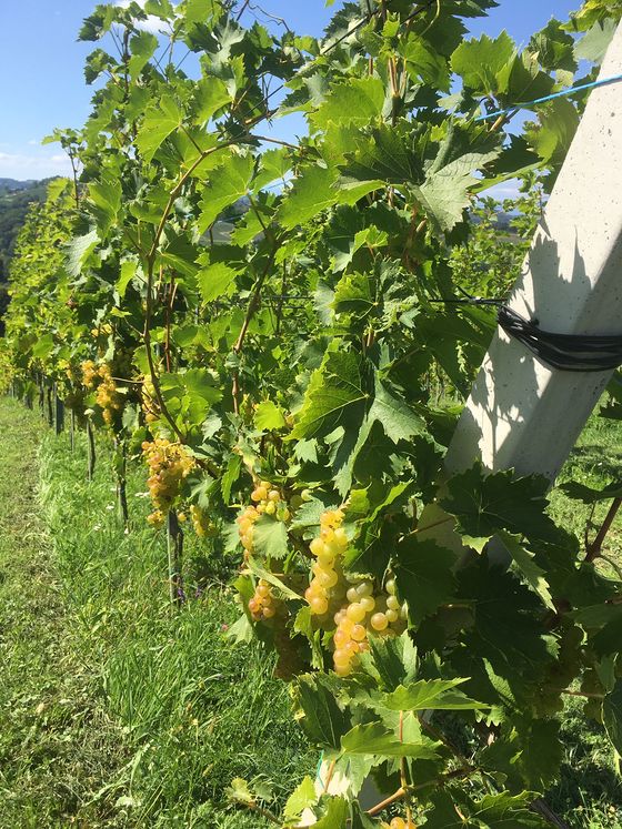 Sternradfahrten - Südsteiermark - 29.8.-3.9.2021