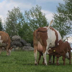 Waldhausen - St. Georgen/Walde - Kaltenberg - Sandl