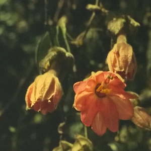 Herr Holl zeigt Dias von seiner Peru-Reise