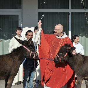 Esel bei der Palmprozession