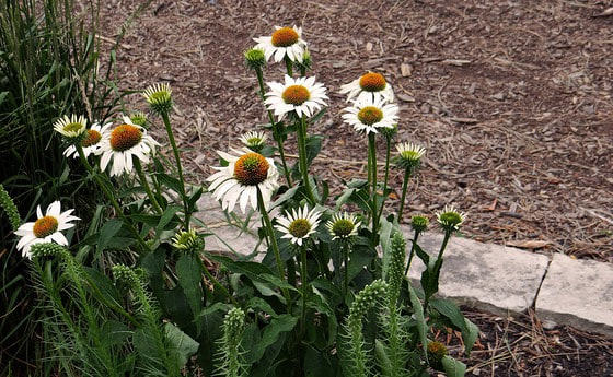 Alles grünt und blüht