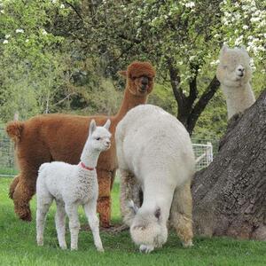 Pilgerwanderung 2022