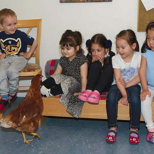 Hühner im Kindergarten