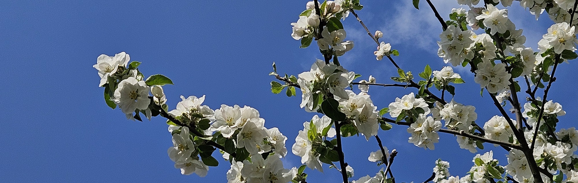 Baumblüte