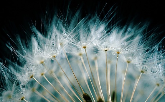 Pusteblume