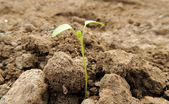 Wachsen einer Pflanze