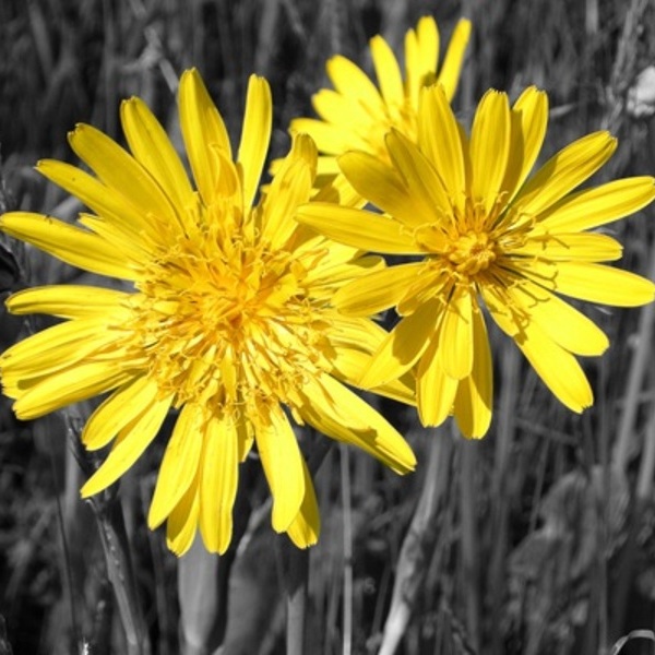 schwarz/weiß Foto nur der Löwenzahn erstrahlt in seiner gelben Farbe