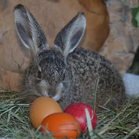 Osterhase mit Ostereiern