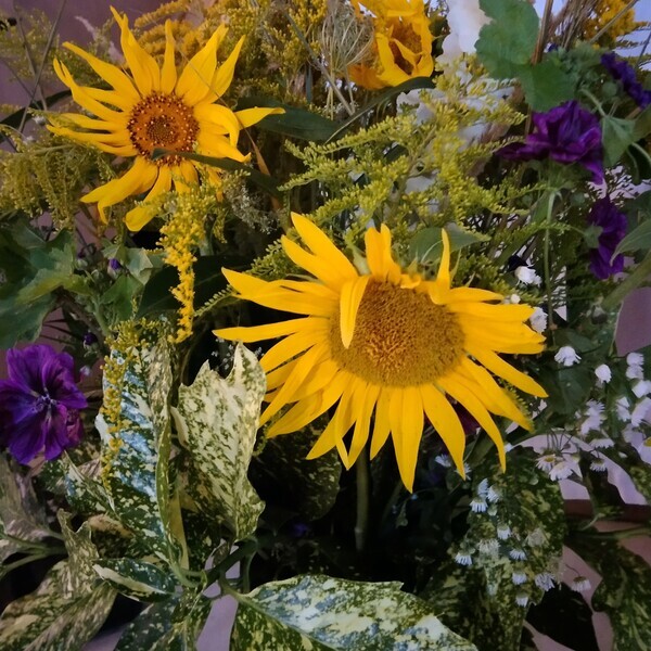 Sonnenblumen