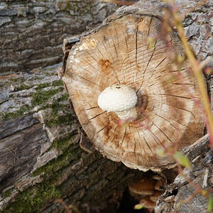 Auf den Spuren des heiligen Hubertus