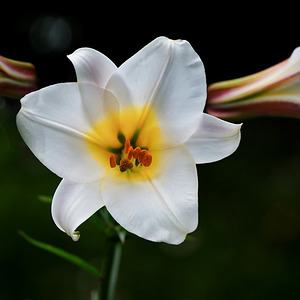 Lilie – eine Marienpflanze