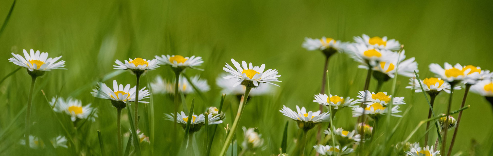 Gänseblümchenwiese
