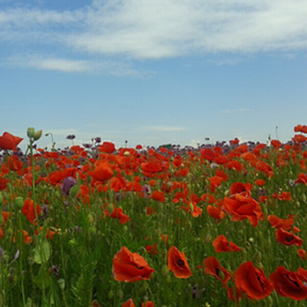 Mohnblumenfeld