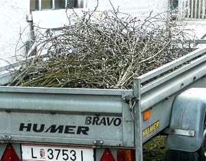 Vorbereitung - Palmbuschen