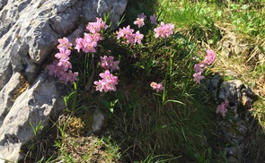 Fels mit Alpenblumen