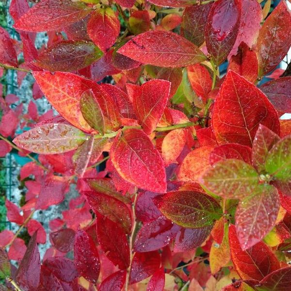 Herbstlaub