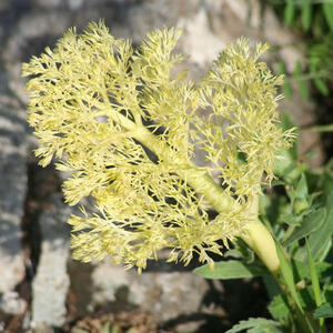 Pilgerreise nach Israel